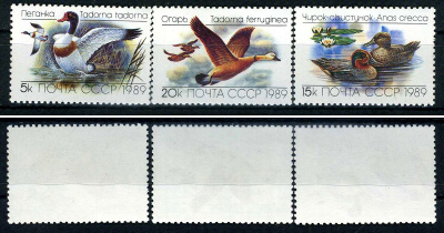 СССР набор из 3 марок (5, 15 и 20 копеек) 1989 утки - пеганка, чирок-свистунок, огарь Загорский 6017, 6018, 6019    марка с оригинальным клеем, без следов наклейки (чистая) 8707-5-1-3